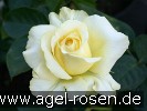 Bild der Rose 'Tivoli 150' (Edelrose)
