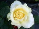 Tivoli 150 (Edelrose) Bild der Rose 'Tivoli 150' (Edelrose)