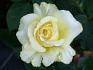 Tivoli 150 (Edelrose) Bild der Rose 'Tivoli 150' (Edelrose)