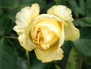 Tivoli 150 (Edelrose) Bild der Rose 'Tivoli 150' (Edelrose)