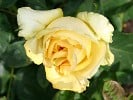 Tivoli 150 (Edelrose) Bild der Rose 'Tivoli 150' (Edelrose)