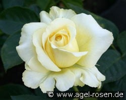 Tivoli 150 (Edelrose) Bild der Rose 'Tivoli 150' (Edelrose)