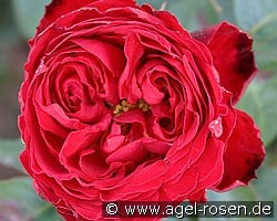 Traviata (Edelrose) Bild der Rose 'Traviata' (Edelrose)