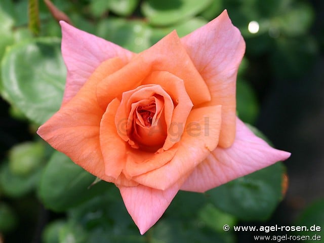Trend (Edelrose) Bild der Rose 'Trend' (Edelrose)