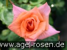 Bild der Rose 'Trend' (Edelrose)