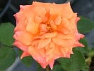 Trend (Edelrose) Bild der Rose 'Trend' (Edelrose)