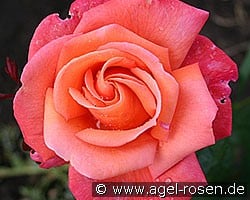 Troika (Edelrose) Bild der Rose 'Troika' (Edelrose)