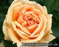 Valencia (Edelrose) Bild der Rose 'Valencia' (Edelrose)