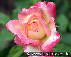 Variete (Edelrose) Bild der Rose 'Variete' (Edelrose)