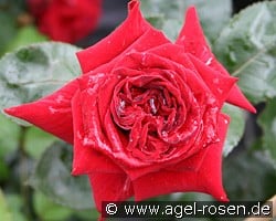 Velvet Alibi (Edelrose) Bild der Rose 'Velvet Alibi' (Edelrose)