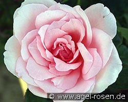Violina (Edelrose) Bild der Rose 'Violina' (Edelrose)