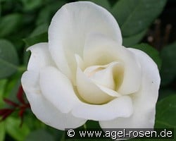 Virgo (Edelrose) Bild der Rose 'Virgo' (Edelrose)