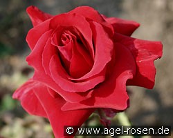 Vulkan (Edelrose) Bild der Rose 'Vulkan' (Edelrose)