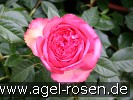 Bild der Rose 'Walzertraum' (Edelrose)
