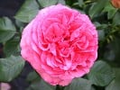 Walzertraum (Edelrose) Bild der Rose 'Walzertraum' (Edelrose)