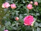 Walzertraum (Edelrose) Bild der Rose 'Walzertraum' (Edelrose)