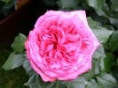 Walzertraum (Edelrose) Bild der Rose 'Walzertraum' (Edelrose)