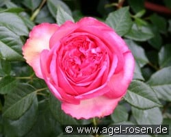 Walzertraum (Edelrose) Bild der Rose 'Walzertraum' (Edelrose)