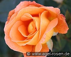 Whisky (Edelrose) Bild der Rose 'Whisky' (Edelrose)