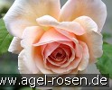 Bild der Rose 'A Shropshire Lad' (Englische Rose)
