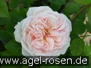 Bild der Rose 'A Shropshire Lad' (Englische Rose)