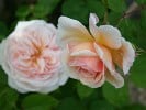 A Shropshire Lad (Englische Rose) Bild der Rose 'A Shropshire Lad' (Englische Rose)