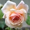 A Shropshire Lad (Englische Rose) Bild der Rose 'A Shropshire Lad' (Englische Rose)