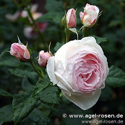 Ausblush (Englische Rose) Bild der Rose 'Ausblush' (Englische Rose)