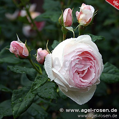 Ausblush, clicken für mehr Details Ausblush