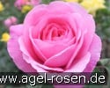 Bild der Rose 'Ausbord' (Englische Rose)