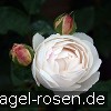 Bild der Rose 'Auscat' (Englische Rose)