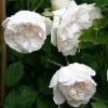 Auscat (Englische Rose) Bild der Rose 'Auscat' (Englische Rose)
