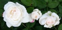 Auscat (Englische Rose) Bild der Rose 'Auscat' (Englische Rose)