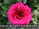 Bild der Rose 'Auschild' (Englische Rose)