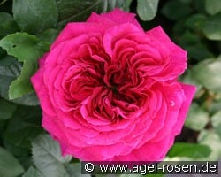 Auschild (Englische Rose) Bild der Rose 'Auschild' (Englische Rose)