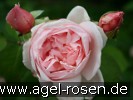 Bild der Rose 'Auscon' (Englische Rose)