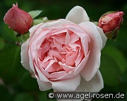 Auscon (Englische Rose) Bild der Rose 'Auscon' (Englische Rose)