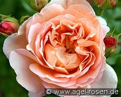 Auscot (Englische Rose) Bild der Rose 'Auscot' (Englische Rose)