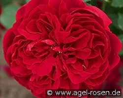Auscrim (Englische Rose) Bild der Rose 'Auscrim' (Englische Rose)