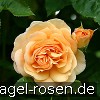 Bild der Rose 'Ausfather' (Englische Rose)