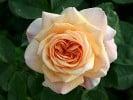 Ausfather (Englische Rose) Bild der Rose 'Ausfather' (Englische Rose)