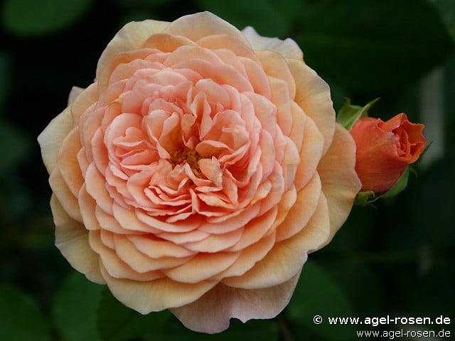 Auslea (Englische Rose) Bild der Rose 'Auslea' (Englische Rose)