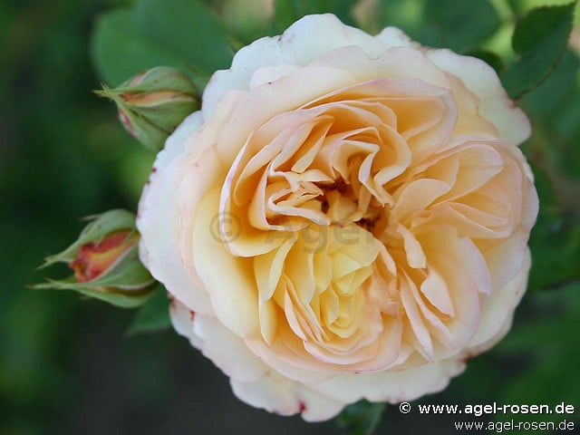 Ausling (Englische Rose) Bild der Rose 'Ausling' (Englische Rose)