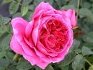 Auslo (Englische Rose) Bild der Rose 'Auslo' (Englische Rose)