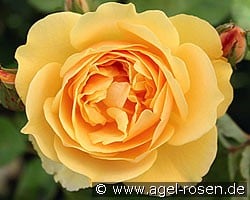 Ausmas (Englische Rose) Bild der Rose 'Ausmas' (Englische Rose)