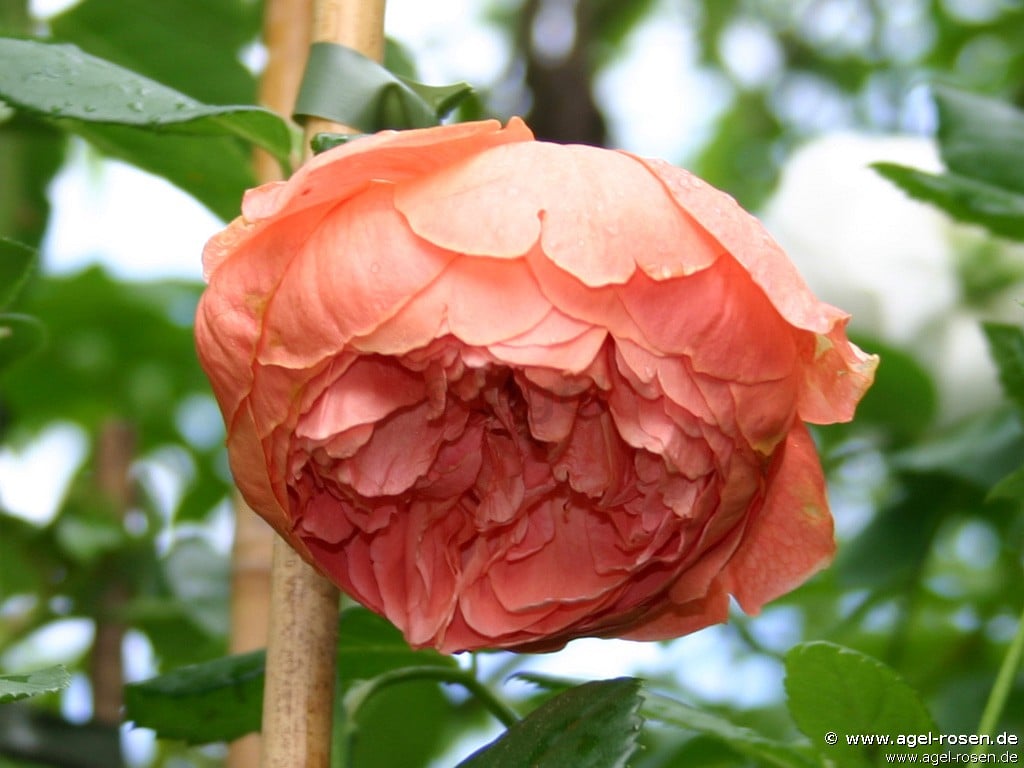 Bild der Rose 'Austango' (Englische Rose)
