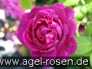 Bild der Rose 'Auswine' (Englische Rose)