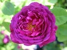 Auswine (Englische Rose) Bild der Rose 'Auswine' (Englische Rose)