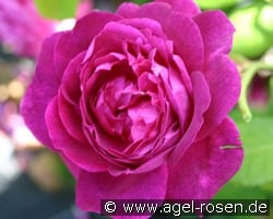 Auswine (Englische Rose) Bild der Rose 'Auswine' (Englische Rose)