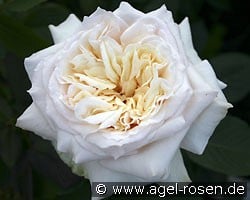 Bad Homburg (Englische Rose) Bild der Rose 'Bad Homburg' (Englische Rose)